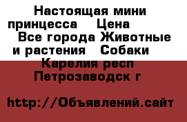 Настоящая мини принцесса  › Цена ­ 25 000 - Все города Животные и растения » Собаки   . Карелия респ.,Петрозаводск г.